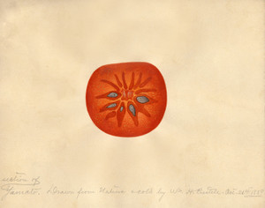 Art Prints of Yamato Persimmon I by William Henry Prestele