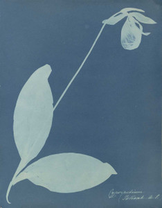 Art prints of Cypripedium or Lady's Slipper Orchid by Anna Atkins