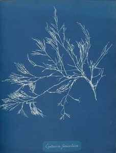 Art prints of Cystoseira faeniculacea by Anna Atkins