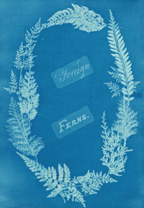 Art prints of Foreign Ferns by Anna Atkins