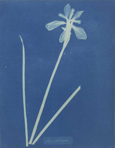 Art prints of Iris Sibirica or Siberian Iris by Anna Atkins