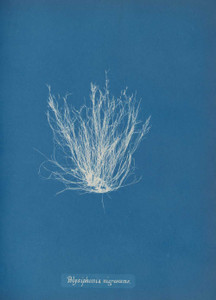 Art prints of Polysiphonia nigrescens by Anna Atkins