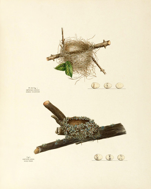 Art Prints of Acadian Flycatcher and Wood Pewee Nests Plate XIX, American Bird Nests