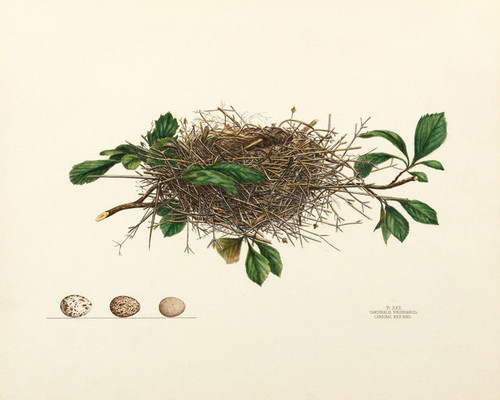 Art Prints of Cardinal Red Bird Nest, Plate XXII, American Bird Nests
