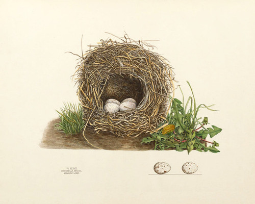 Art Prints of Meadow Lark Nest, Plate XXXVIII, American Bird Nests