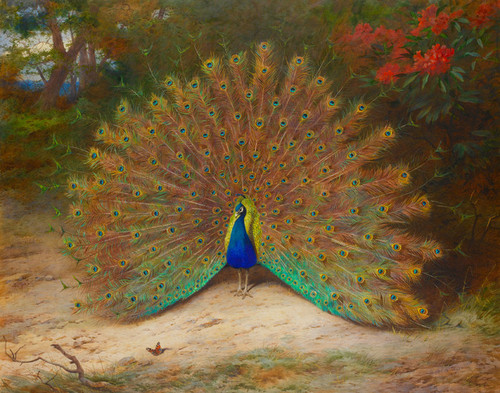 Art Prints of Peacock and Peacock Butterfly by Archibald Thorburn
