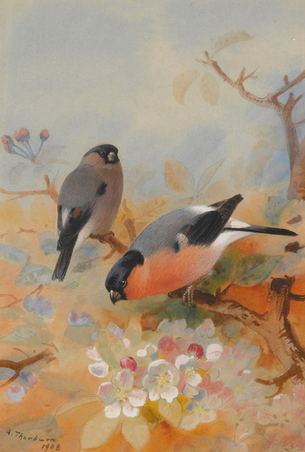 Art Prints of Bullfinches by Archibald Thorburn