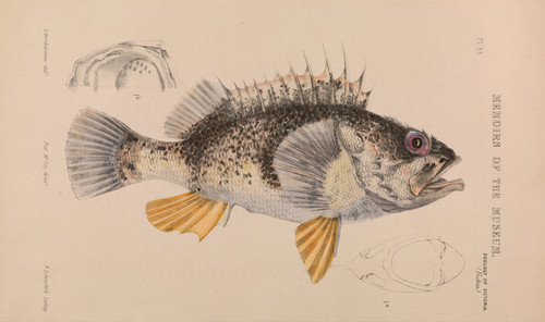 Art Prints of Ocean Perch or Helicolenus Percoides by Arthur Bartholomew