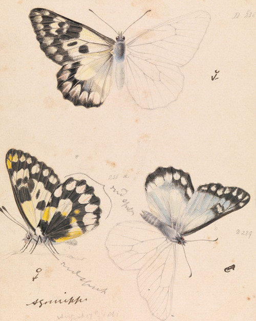 Art Prints of Wood White Butterfly or Delias Aganippe by Arthur Bartholomew