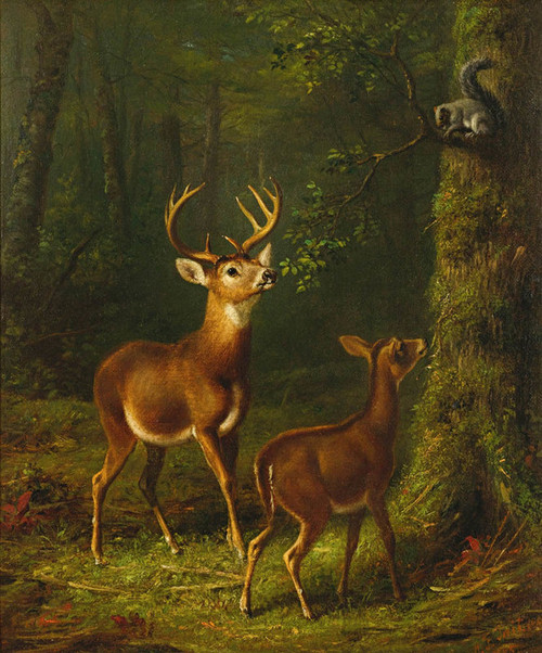 Art Prints of The Forest Adirondacks by Arthur Fitzwilliam Tait