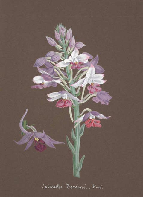 Art Prints of Calanthe, No. 7, Orchid Collection