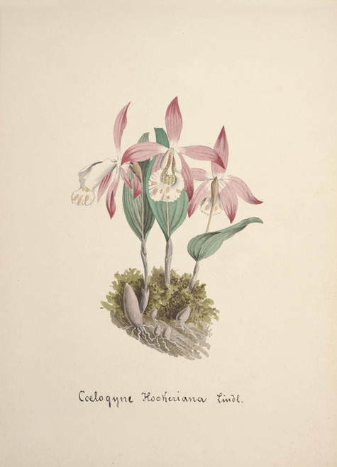 Art Prints of Coelogyne, No. 86, Orchid Collection