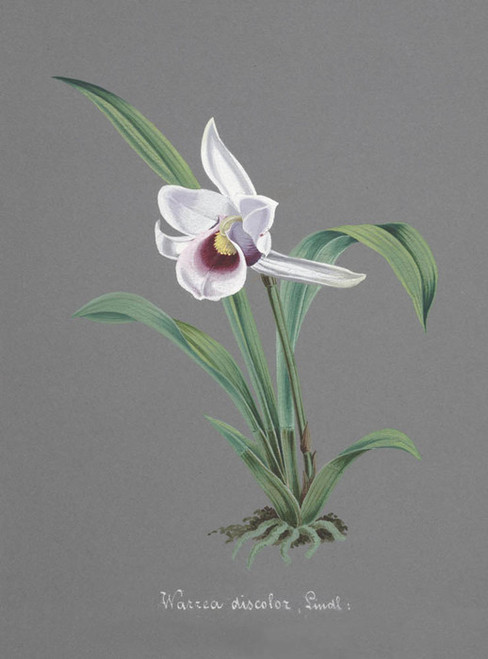 Art Prints of Warrea, No. 72, Orchid Collection