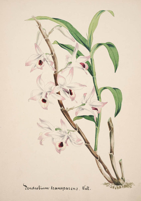 Art Prints of Dendrobium, No. 29, Orchid Collection