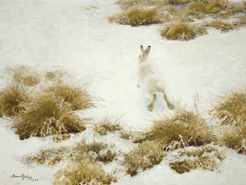 Art Prints of The Snow Hare by Bruno Liljefors