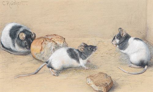 Art Prints of Mice by Carl Reichert