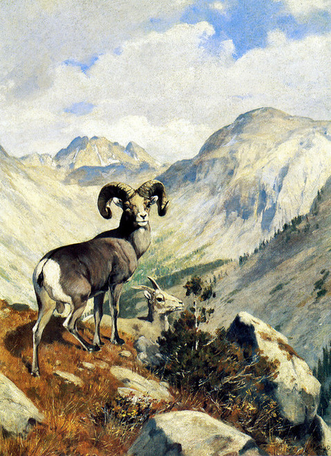 Art Prints of Mountain Sheep in Banff, Alberta, Canada by Carl Rungius
