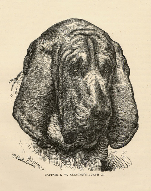 Art Prints of Bloodhound by Vero Shaw