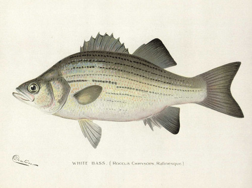 Art Prints of White Bass by Sherman Foote Denton