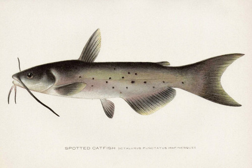 Art Prints of Spotted Catfish by Sherman Foote Denton