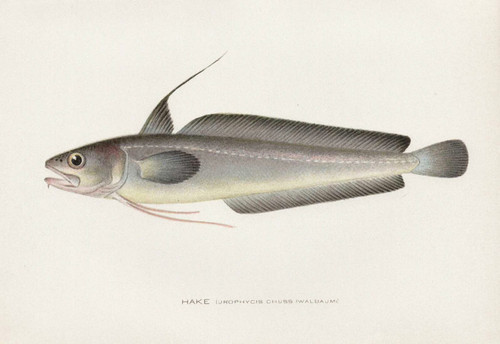 Art Prints of Hake by Sherman Foote Denton