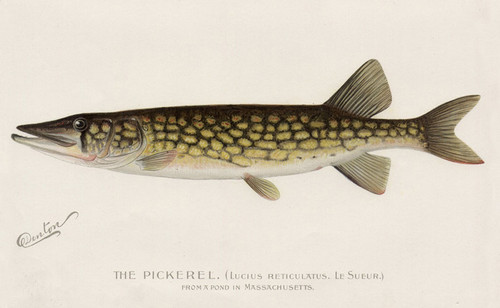 Art Prints of Pickerel from a Pond in Massachusetts by Sherman Foote Denton