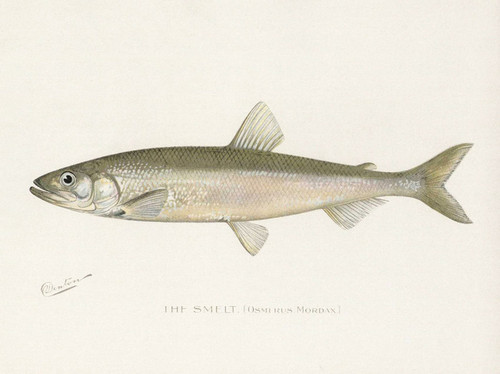 Art Prints of Smelt by Sherman Foote Denton