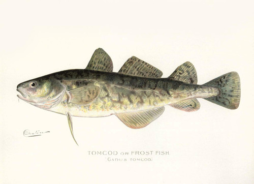 Art Prints of Tomcod or Frost Fish by Sherman Foote Denton