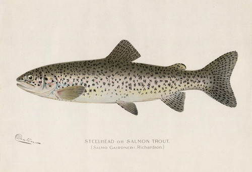Art Prints of Steelhead or Salmon Trout II by Sherman Foote Denton