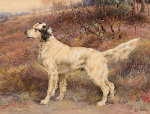 Art Prints of Setter on Profile by Edmund Henry Osthaus