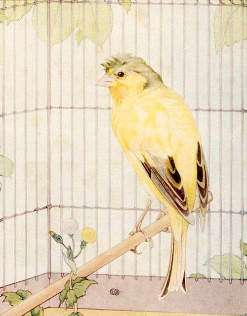 Art Prints of Canaries by Edward Julius Detmold