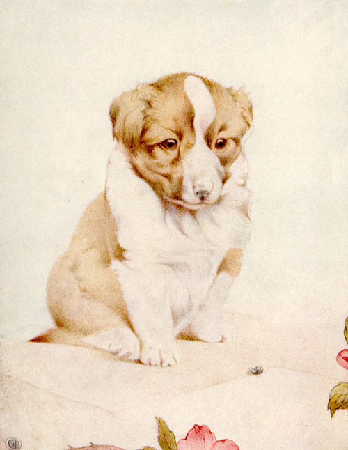 Art Prints of Puppies by Edward Julius Detmold