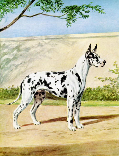 Art Prints of Black Dappled Harlequin Great Dane by Edwin Megargee