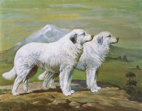 Art Prints of Champions of Basquaerie, Great Pyrenees by Edwin Megargee