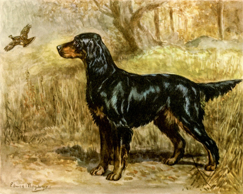 Art Prints of Gordon Setter by Edwin Megargee