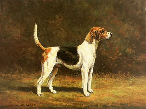 Art Prints of Harrier Hound by Edwin Megargee