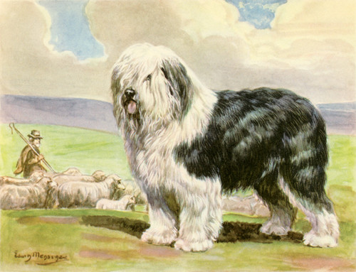 Art Prints of Old English Sheepdog by Edwin Megargee