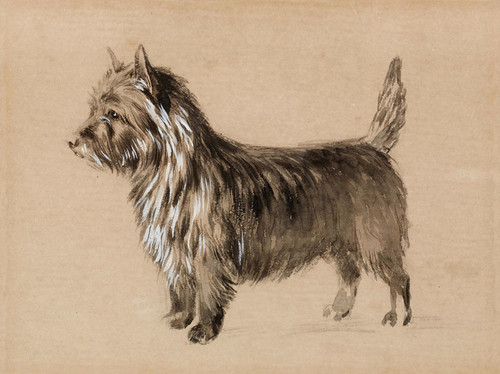 Art Prints of Portrait of a Cairn Terrier of Tapscott Kennel by Edwin Megargee