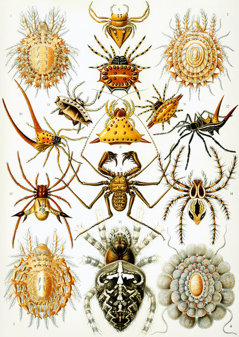 Art Prints of Arachnida, Plate 66 by Ernest Haeckel