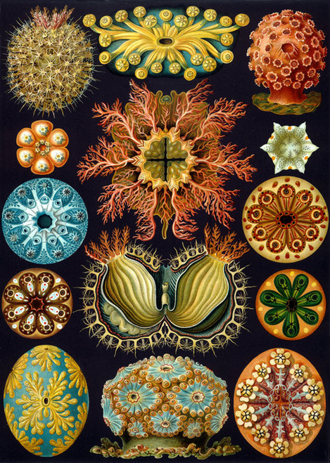 Art Prints of Ascidiae, Plate 85 by Ernest Haeckel
