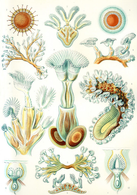 Art Prints of Bryozoa, Plate 23 by Ernest Haeckel