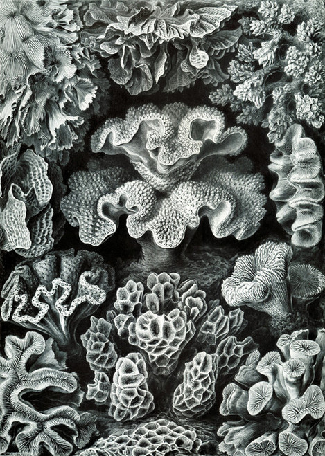 Art Prints of Hexacoralla, Plate 69 by Ernest Haeckel