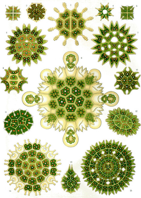 Art Prints of Melethallia, Plate 34 by Ernest Haeckel