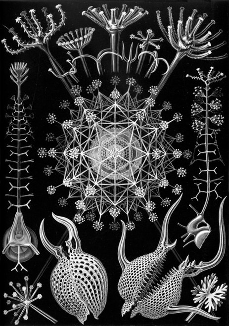 Art Prints of Phaeodaria, Plate 61 by Ernest Haeckel