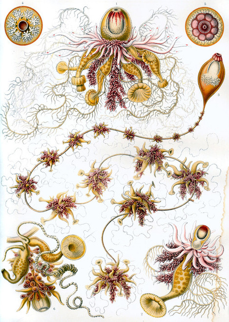 Art Prints of Siphonophorae, Plate 7 by Ernest Haeckel
