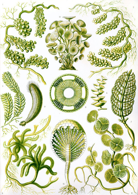 Art Prints of Siphoneae, Plate 64 by Ernest Haeckel