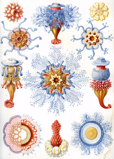 Art Prints of Siphonophorae, Plate 17 by Ernest Haeckel