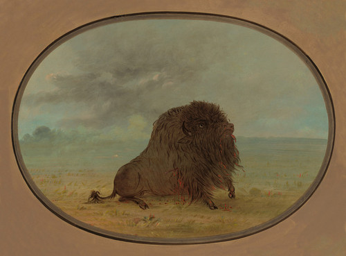 Art Prints of Dying Buffalo Bull by George Catlin