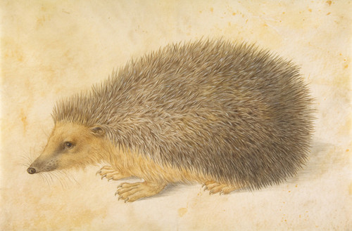 Art Prints of Hedgehog by Hans Hoffmann