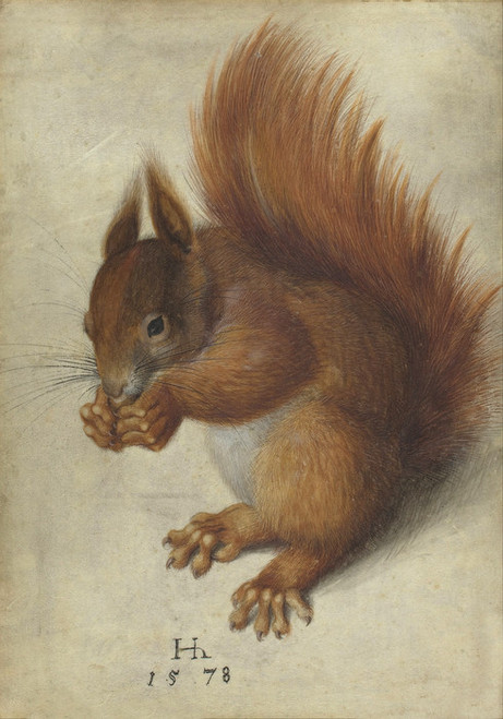 Art Prints of Red Squirrel by Hans Hoffmann